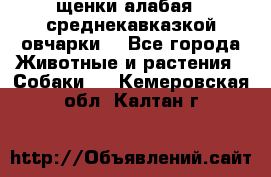 щенки алабая ( среднекавказкой овчарки) - Все города Животные и растения » Собаки   . Кемеровская обл.,Калтан г.